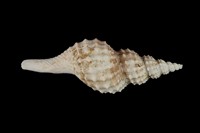 藏品(日本長旋螺)的圖片